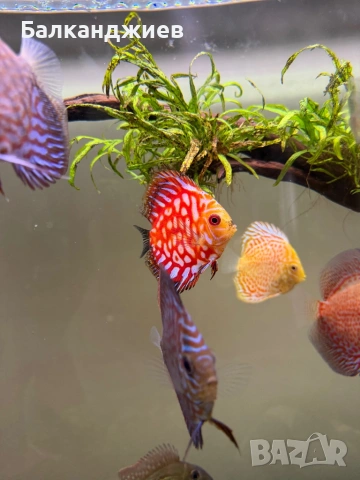 Продавам  дискуси, снимка 2 - Рибки - 52693080