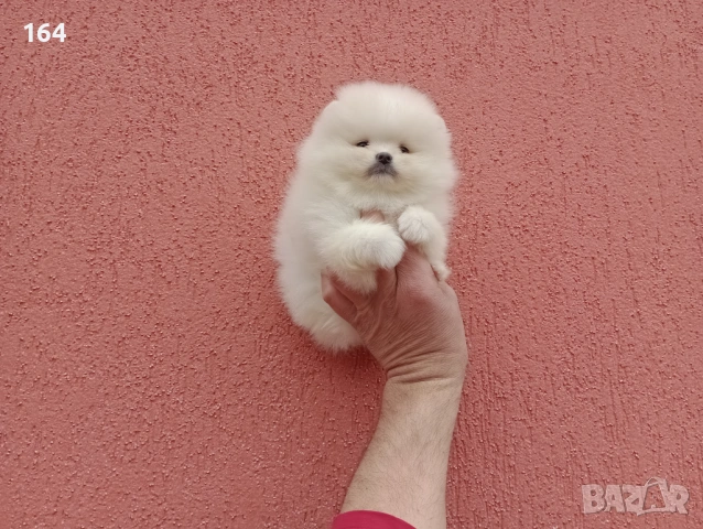 Чисто бели мини Померани. Реални снимки !!! , снимка 7 - Померан - 53904343