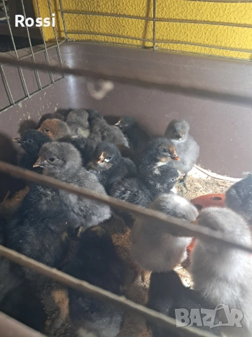 Дворни пиленца и от сини яйца, снимка 11 - Кокошки и пуйки - 53276186