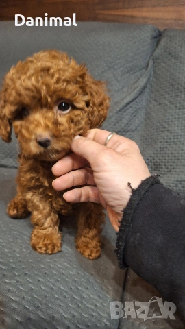 пуделчета той/ момче и момиче/toy poodle, снимка 7 - Пудели - 53581267