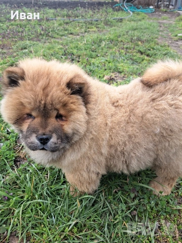 продавам чау чау , снимка 5 - Чау Чау - 53506141