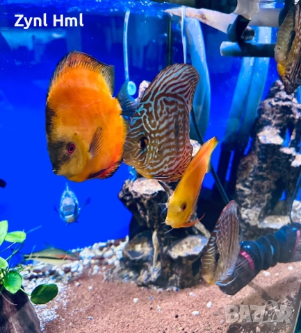 Риби Дискуси – група от 6бр.,здрави и красиви!, снимка 2 - Рибки - 52391837