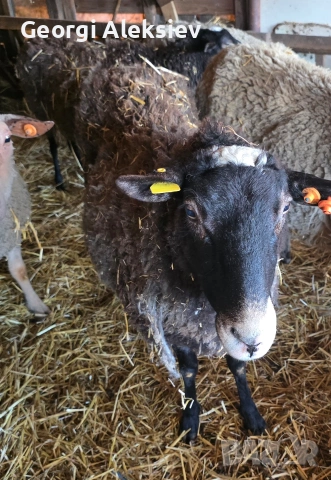 4 броя Романовски овце, снимка 14 - Овце - 53627321