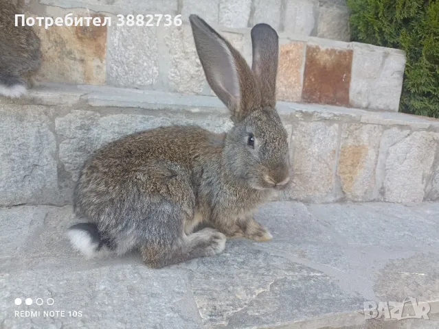 Зайци белгийски великан , снимка 9 - Други - 47171104