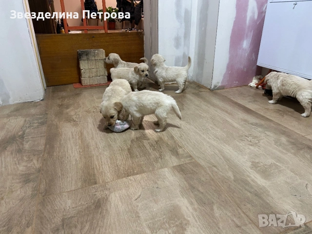 ГОЛДЪН РЕТРИВЪР, снимка 7 - Голдън ретривър - 54084435