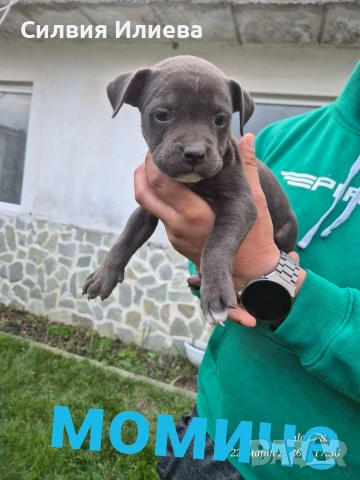 Малки бебета питбули, снимка 5 - Питбул - 53937837