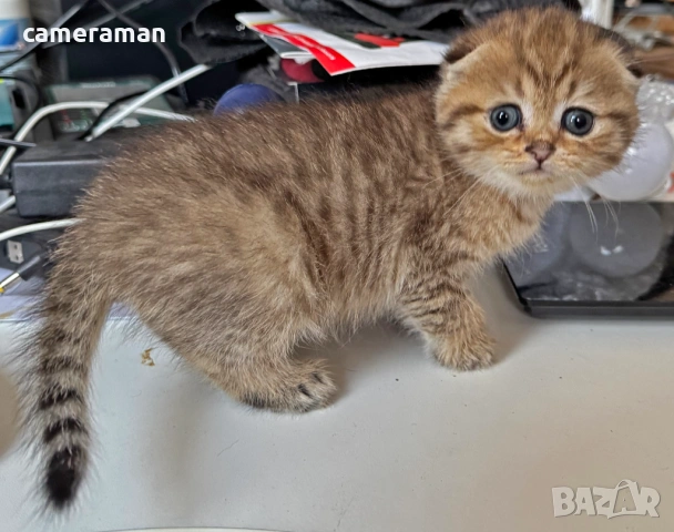 Шотландски котета готови за гушкане, снимка 3 - Британска късокосместа - 53483593