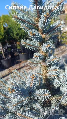 Сребрист смърч , снимка 4 - Градински цветя и растения - 52500093