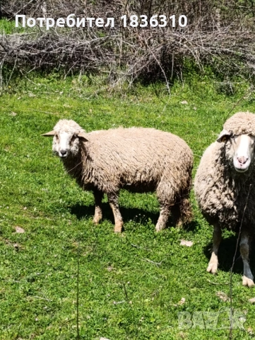 Агне 37кг, снимка 3 - Овце - 54157529