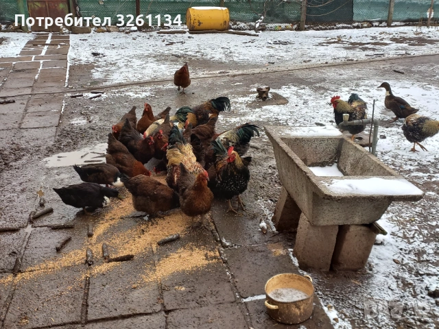 Свободни яйца от катунски комошки