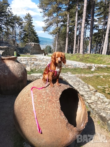 Raya- Cocker spaniel , снимка 5 - Кокер шпаньол - 53643388