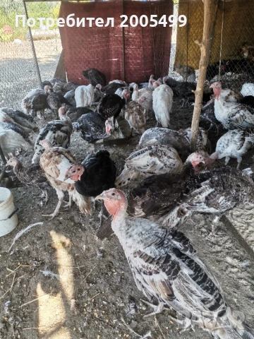 пуйки, пуяци, кокошки... и... петли