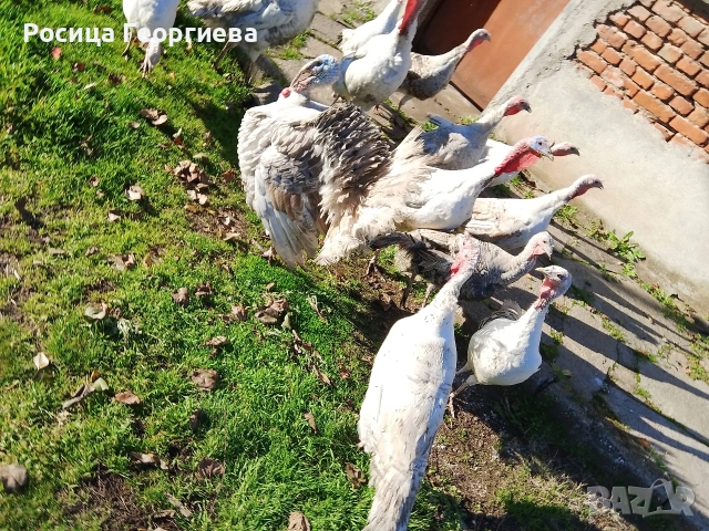 Домашни пуйки мъжки и женски 0897614893 Цена по договоряне, снимка 8 - други­ - 52739963