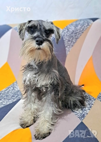 Минишануцер, цвергшнауцер , снимка 8 - Други - 52504946