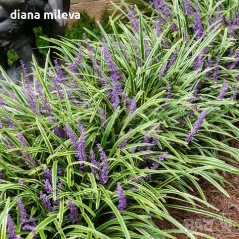 Лириопе Мускари, Liriope muscari 'Variegata', снимка 6 - Градински цветя и растения - 46311691