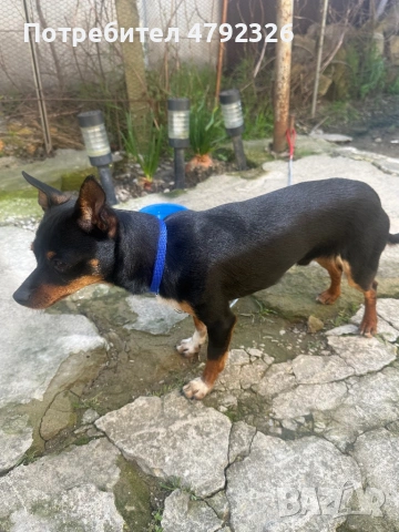 Продавам мъжки пинчер, снимка 2 - Пинчер - 54150172