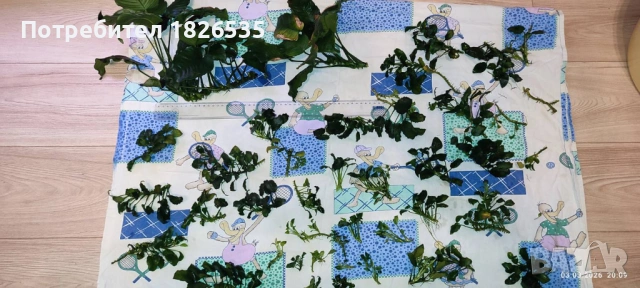 Продавам анубиаси, снимка 5 - Рибки - 53698305