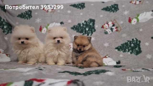 Померан мини померанчета чисто бели