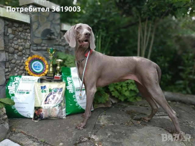 Ваймаранери , снимка 16 - Ваймаранер - 54205376