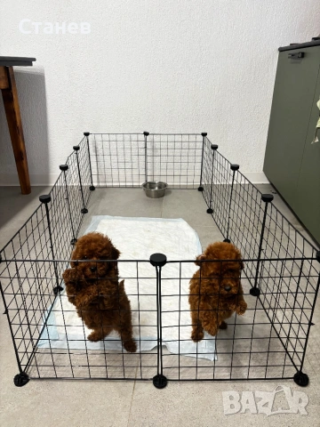 Той Пудел Момче Червен /Toy Red Poodle, снимка 6 - Пудели - 53305362
