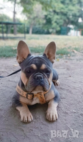Мъжки френски булдог за разплод , снимка 2 - Френски булдог - 51306483