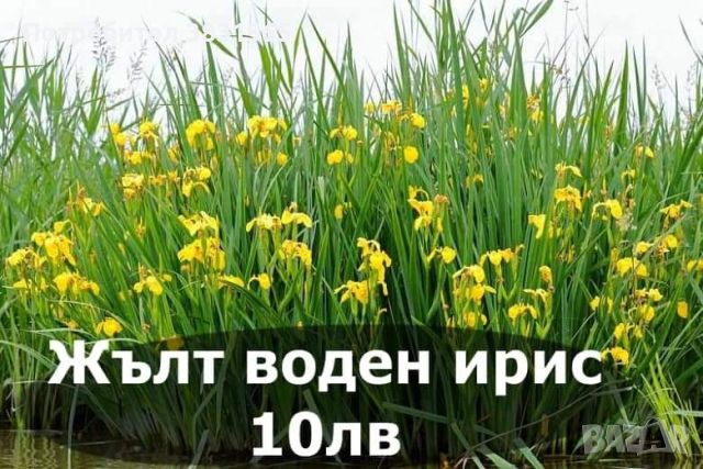 Водни лилии и водни растемия, снимка 14 - Градински цветя и растения - 45775201