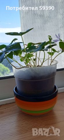растение детелина , снимка 2 - Стайни растения - 45682759