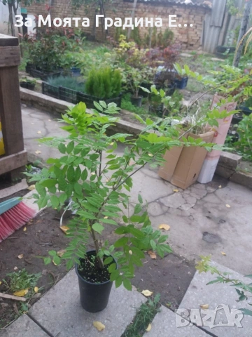 Вистериа - Глициния , снимка 4 - Градински цветя и растения - 53744354