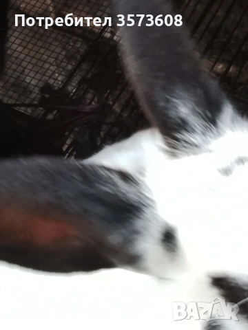 Угоени зайци, снимка 5 - Други животни - 53059459