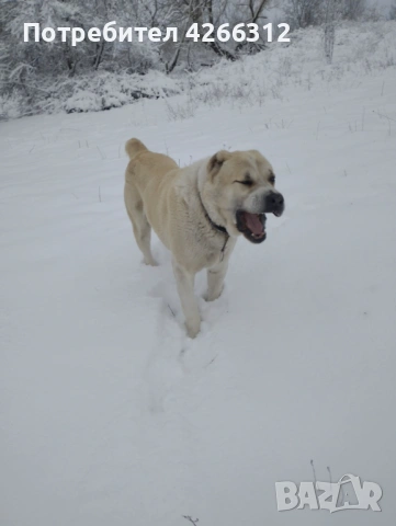 Търси женска Алабайка., снимка 3 - Търси партньор - 53507013