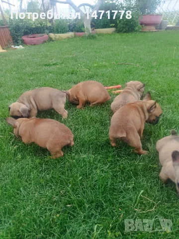 френски булдог , снимка 1