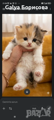 Британски биколори , снимка 4 - Британска късокосместа - 54162093