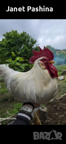 Селски пиленца, снимка 7 - Патици и гъски - 47634967