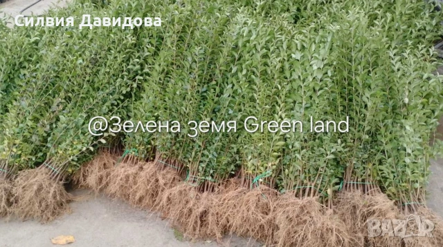 Лигуструм за жив плет на гол корен , снимка 10 - Градински цветя и растения - 53716248
