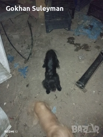2 мъжки Кокер Шпаньол , снимка 2 - Кокер шпаньол - 52596565