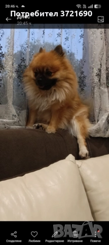 Куче за разплод, снимка 2 - Померан - 52640876