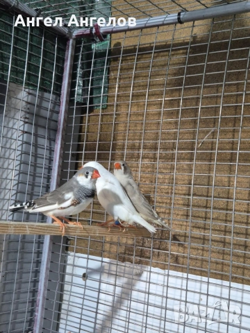 зеброви амадини 