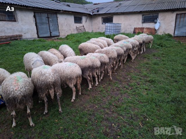 Продавам ялови овце, снимка 4 - Овце - 45697852