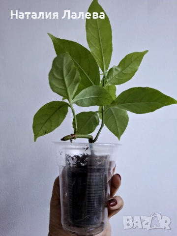 Одонтонема, odontonema, снимка 3 - Стайни растения - 52970933