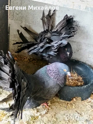 Гълъби Фенерлии , снимка 5 - Гълъби - 50297872
