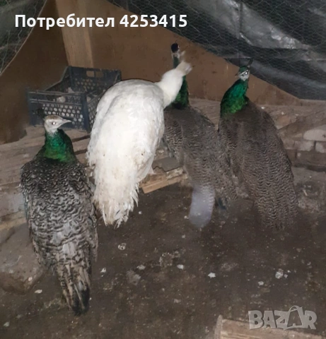 Продавам паунчета на 9 месеца , снимка 5 - други­ - 52271846