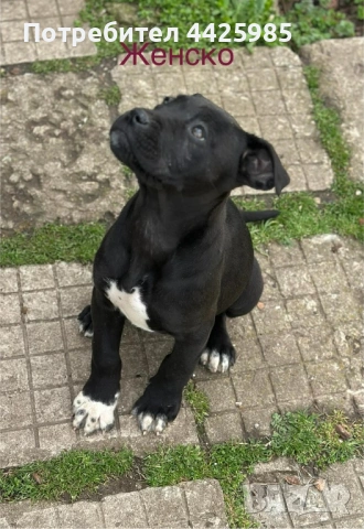 Cane Corso , снимка 4 - Кане корсо - 54024886