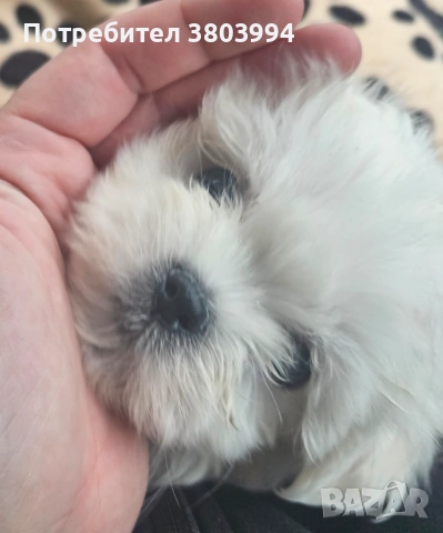 Малтийска болонка момченце 