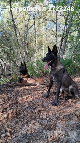 Кученце белгийска овчарка , снимка 8 - Белгийска овчарка - 53245493