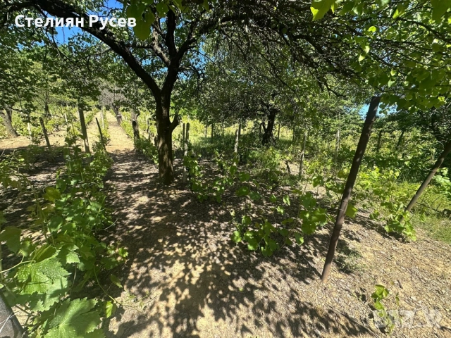 991 кв лозе / ГРАДИНА / терен / парцел / в гр. Силистра под крепостта - от Черно и Бяло нагоре собст, снимка 12 - Парцели - 52029385