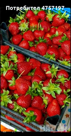 Расад ягоди и малини , снимка 2 - Разсади - 53772863