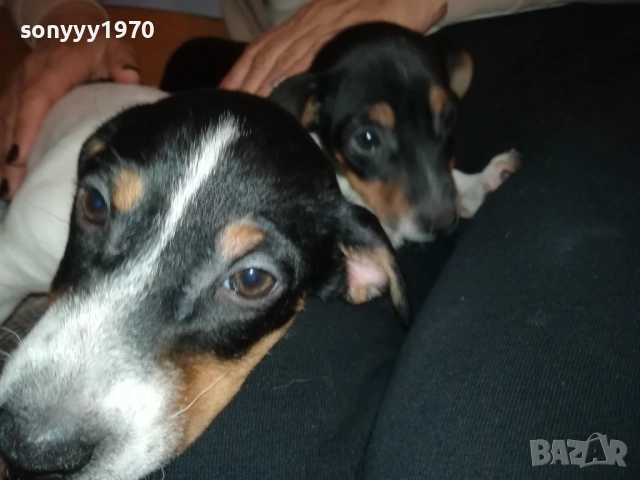 СЛАДКО КУТРЕ-ДЖАКЧЕ МОМИЧЕ 2610251635, снимка 3 - Джак ръсел териер - 52187082