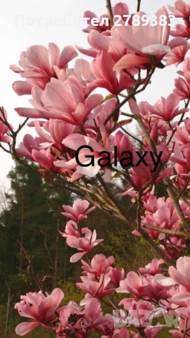 Магнолия, снимка 4 - Градински цветя и растения - 53073126