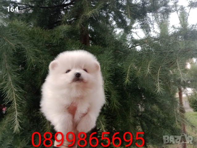 Померани. Реални снимки от 05.01.26 г. 