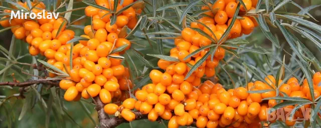 Облепиха (Hippophae), снимка 6 - Градински цветя и растения - 50096274